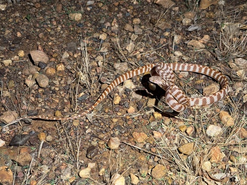 Brown Tree Snake sighting
