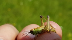 Pseudochorthippus montanus