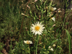 Angiospermae