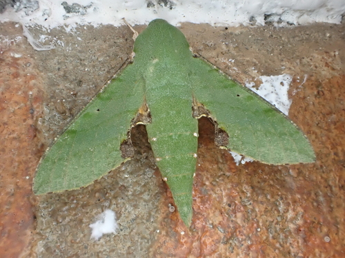 Small Verdant Hawkmoth