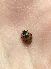 Hippodamia caseyi