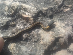 Thamnophis cyrtopsis collaris