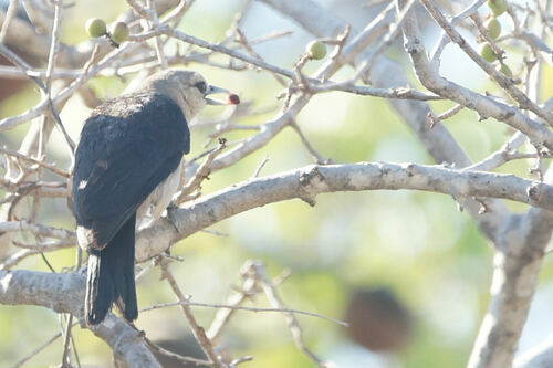 White-headed Vanga (Artamella viridis), photo 10
