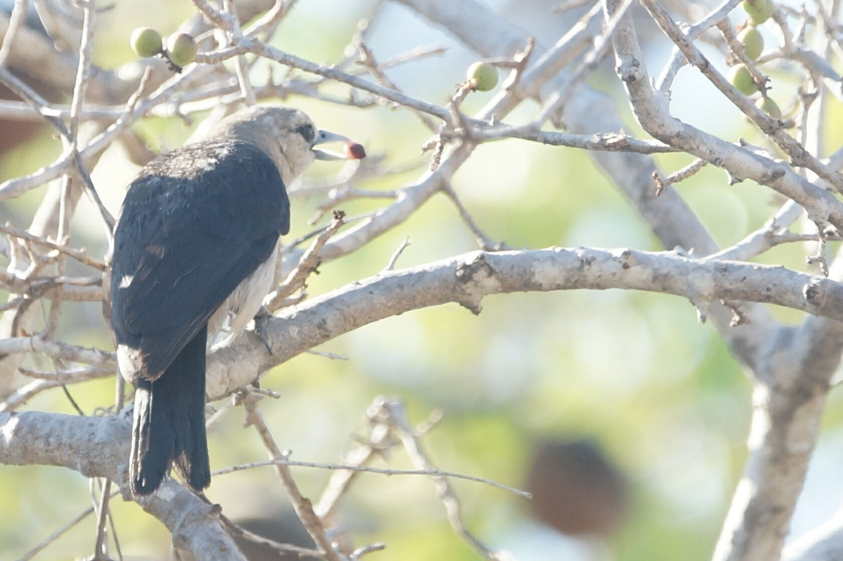 White-headed Vanga (Artamella viridis), photo 9