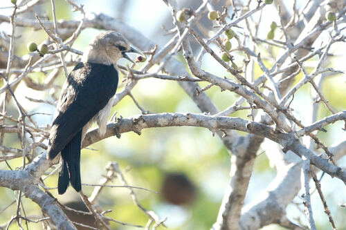 White-headed Vanga (Artamella viridis), photo 4