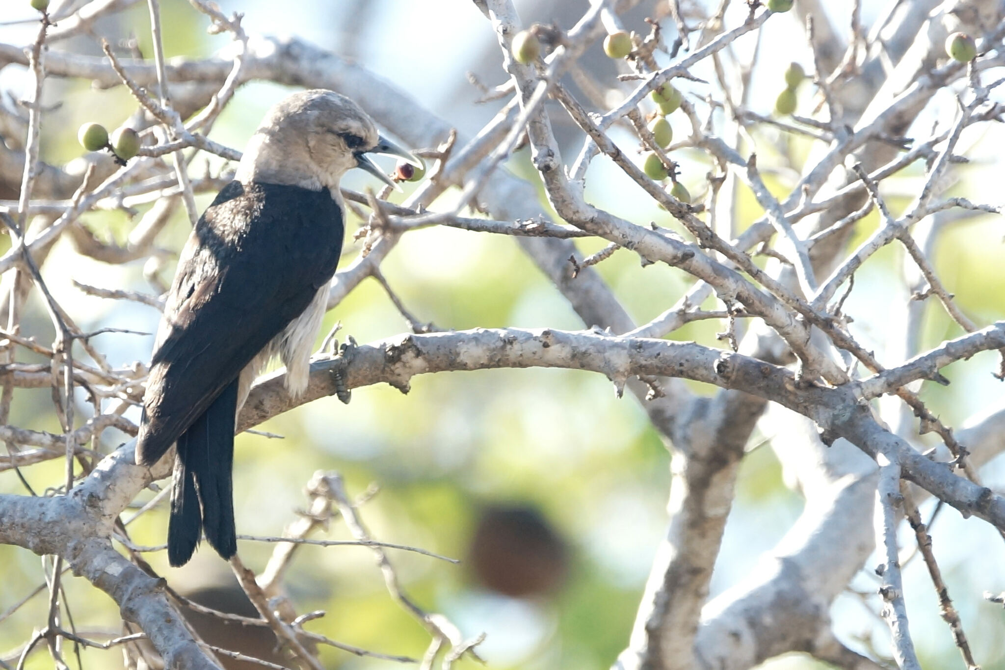White-headed Vanga (Artamella viridis), photo 7