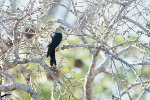 White-headed Vanga (Artamella viridis), photo 5