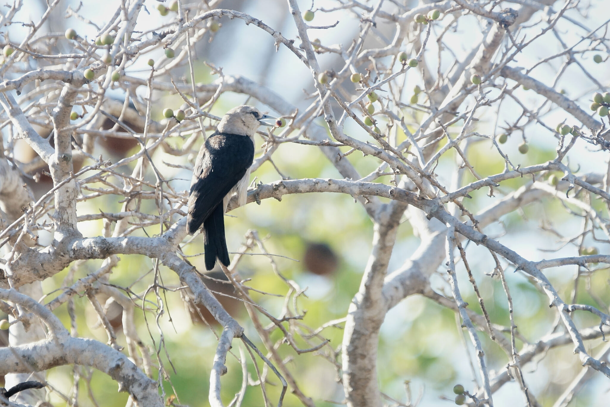 White-headed Vanga (Artamella viridis), photo 8