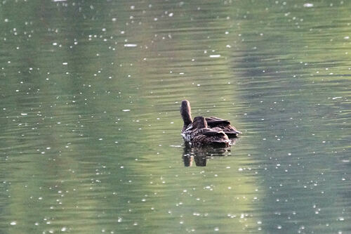 Meller's Duck (Anas melleri), photo 7