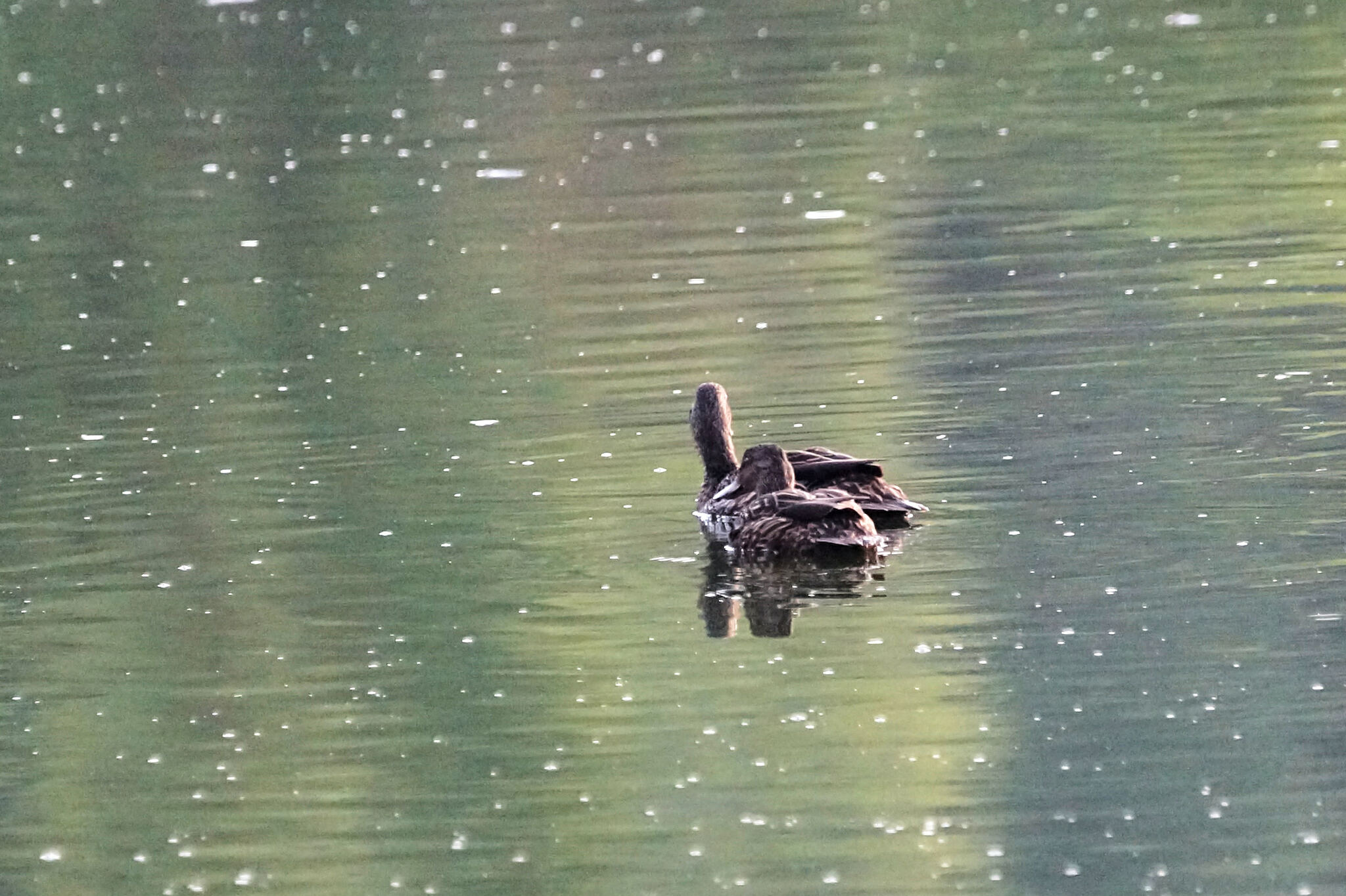 Meller's Duck (Anas melleri), photo 7