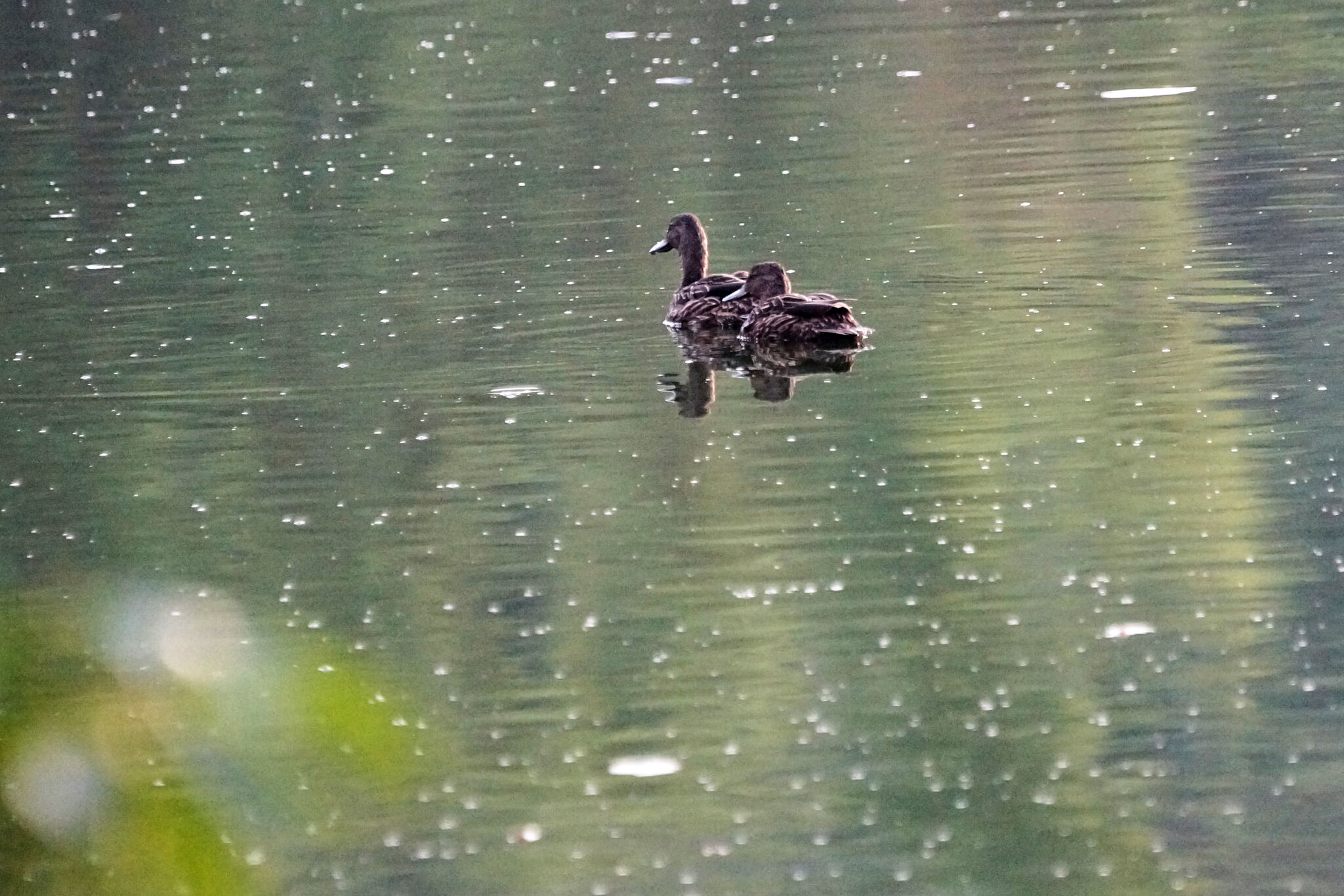 Meller's Duck (Anas melleri), photo 8