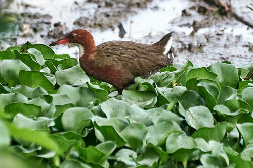 White-throated Rail (Dryolimnas cuvieri), photo 7