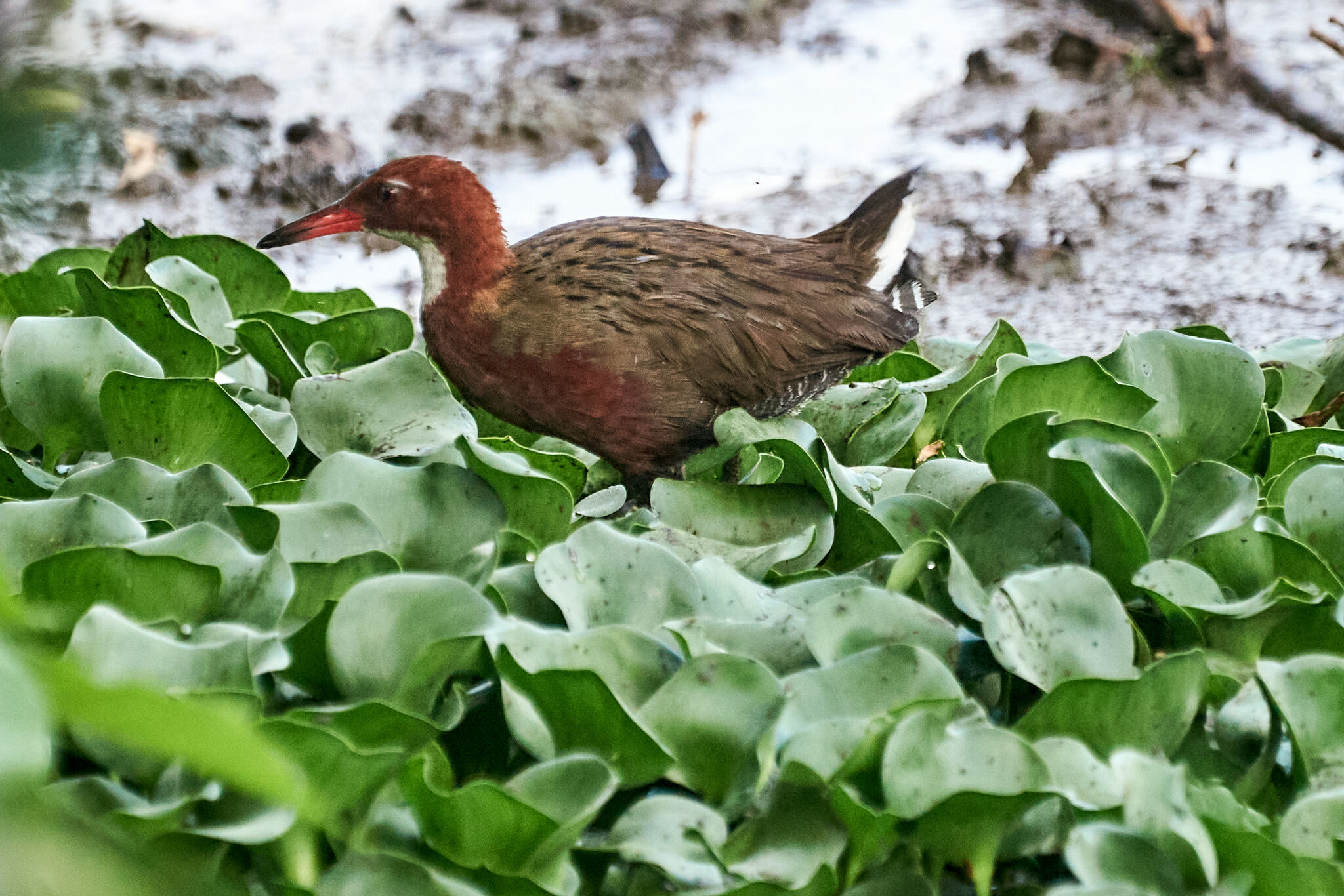 White-throated Rail (Dryolimnas cuvieri), photo 10