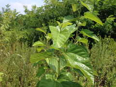 Angiospermae