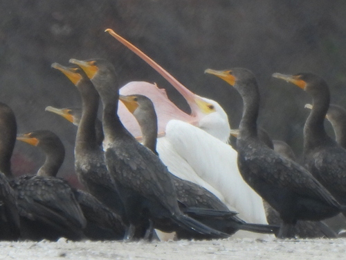 American White Pelican photographed in Texas