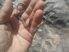 Thamnophis cyrtopsis collaris