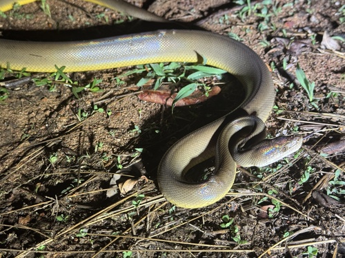 Water Python sighting