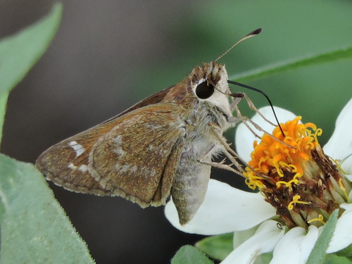 Photo of Huron Skipper (Atalopedes huron)