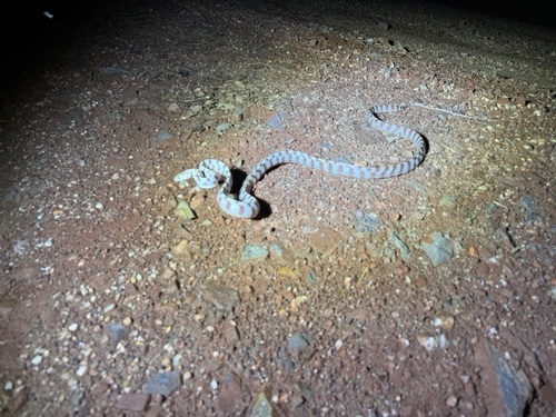 Brown Tree Snake sighting