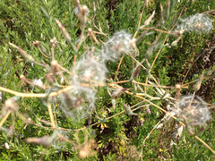 Asteraceae