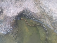 Thamnophis cyrtopsis collaris