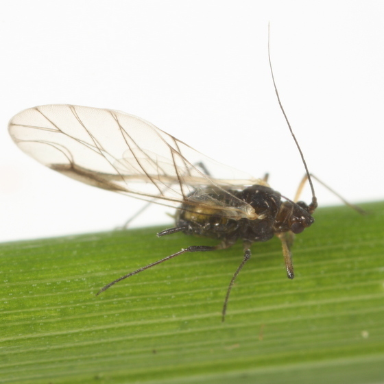 Carolinaia howardii