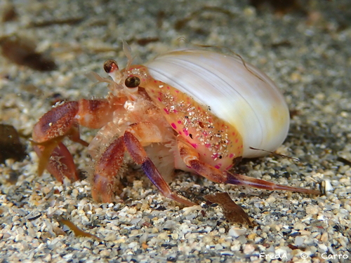 Photo of Adam's anemone (Adamsia palliata)