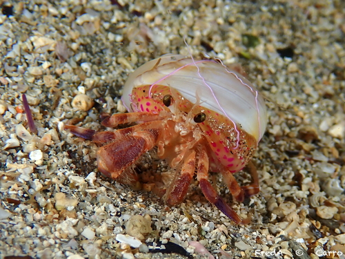 Photo of Adam's anemone (Adamsia palliata)