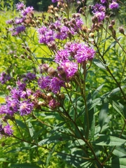 Vernonia glauca