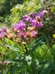 Vernonia glauca