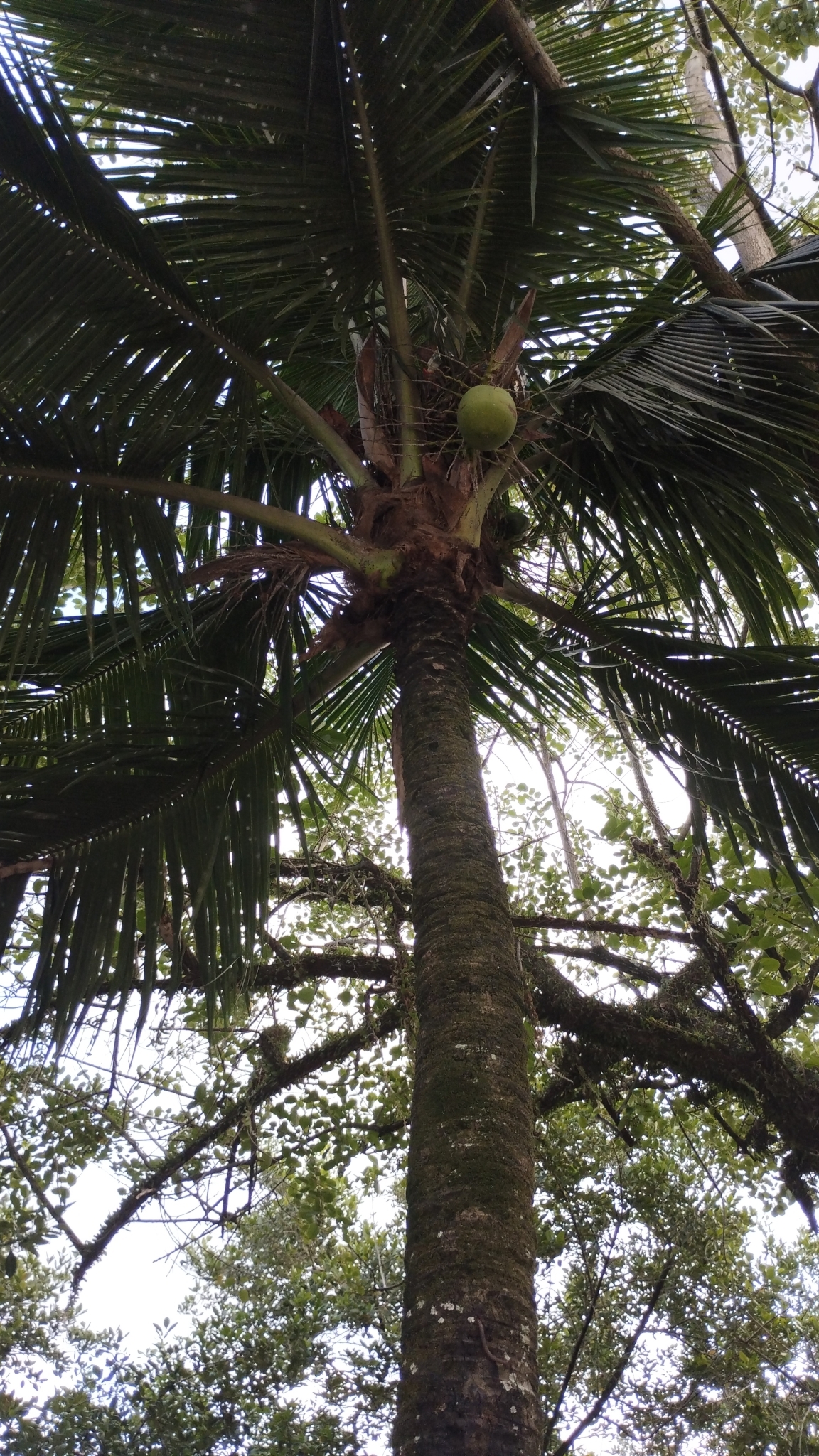 Cocos nucifera
