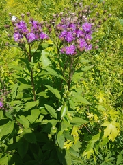 Vernonia glauca