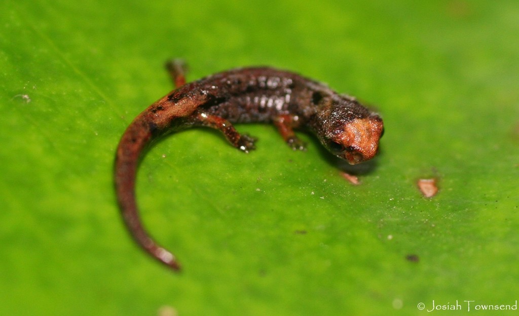 Bromeliad Salamanders