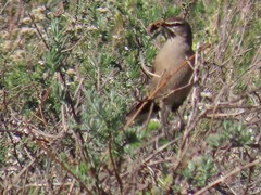 Cercotrichas coryphoeus cinerea