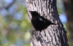 Myrmecocichla arnotti