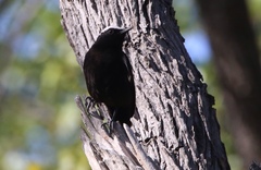 Myrmecocichla arnotti