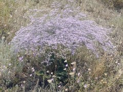 Limonium platyphyllum