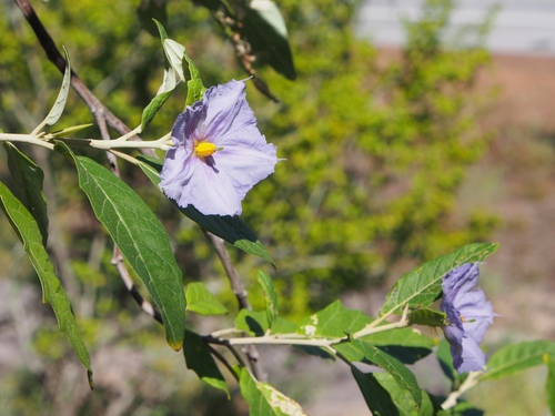 Solanum asymmetriphyllum