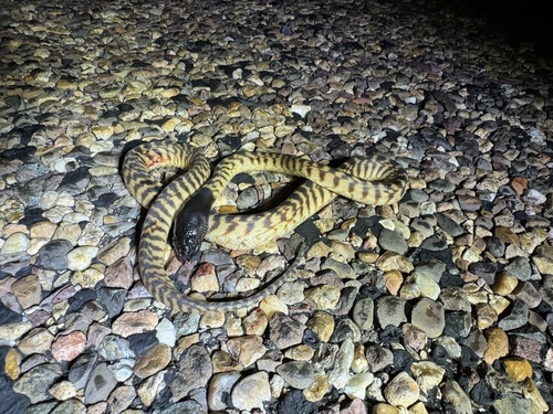 Black-headed Python sighting