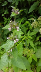 Stachys alpina