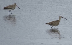 Numenius phaeopus hudsonicus