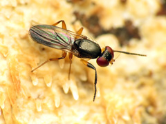 Heteromeringia nitida