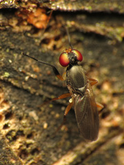 Heteromeringia nitida