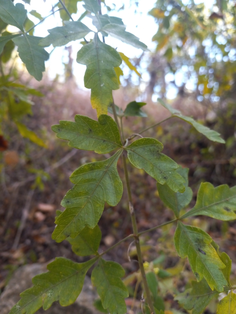Serjania seriana