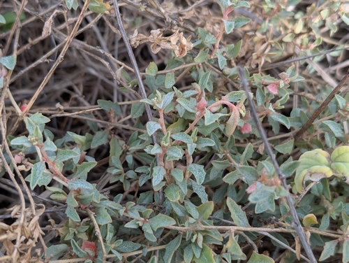 Atriplex semibaccata observed 2024-12-17