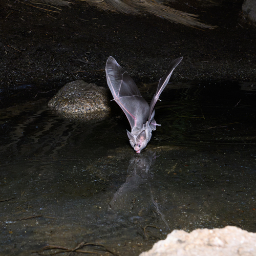 California Leaf-nosed Bat photographed in California