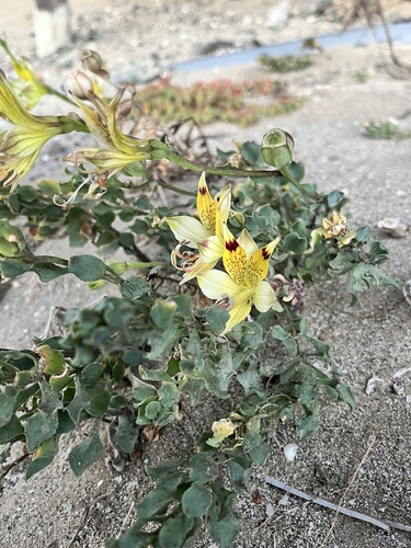 Alstroemeria werdermannii (Alstroemeria werdermannii)