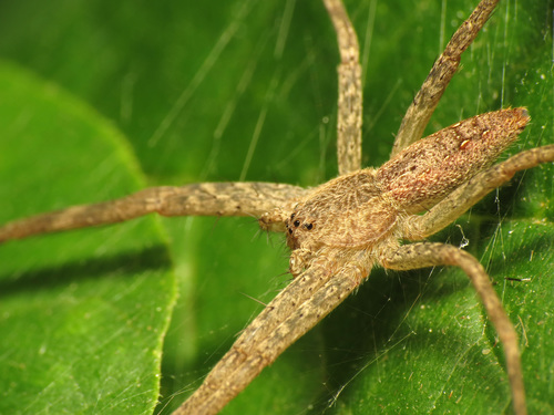 American Nursery Web Spider photo 3
