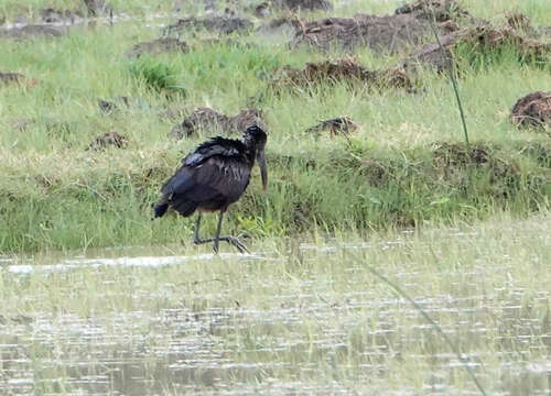 African Openbill