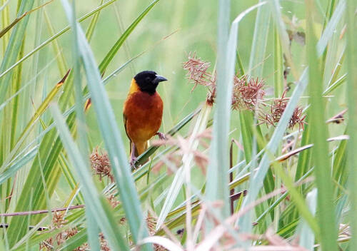 Black-headed Weaver